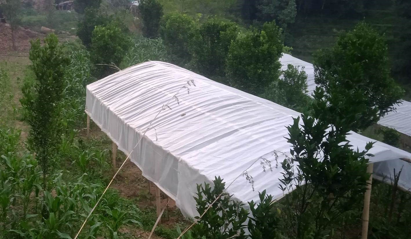 कृषि व्यवसायबाट लाखौँ रुपैयाँ आम्दानी गर्दै भोजपुरका किसान