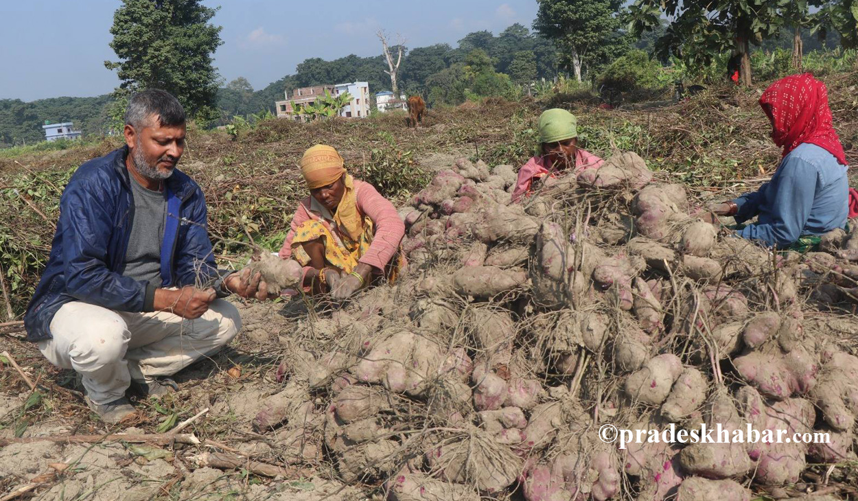 हात्ती र खडेरीलाई जित्दै तरुल खेती, मोरङमा छ सम्भावना