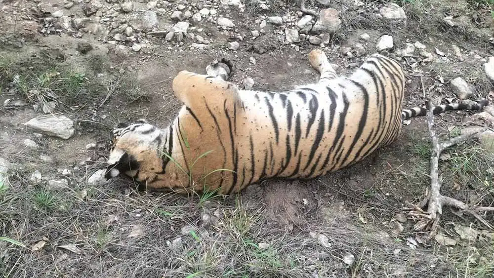 भारतको कर्नाटकमा बाघ र चार बच्चाको मृत्यु, छानबिन गर्न आदेश