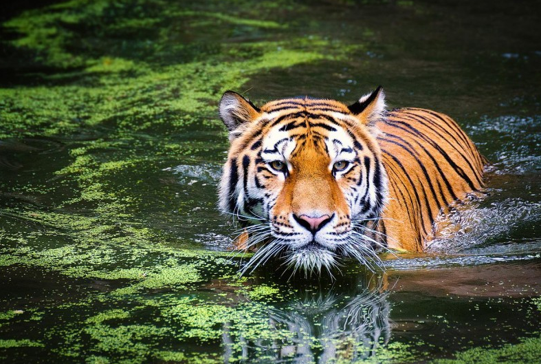 बाघ गणनामा राखिएका सातवटा क्यामरामा क्षति