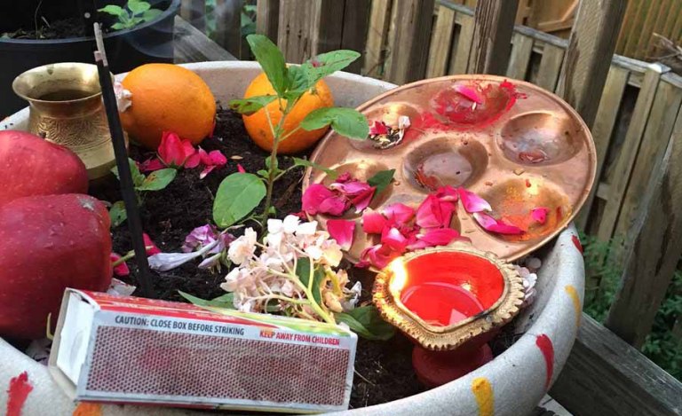 आज हरिशयनी एकादशीः तुलसीको बिरुवा सारिँदै
