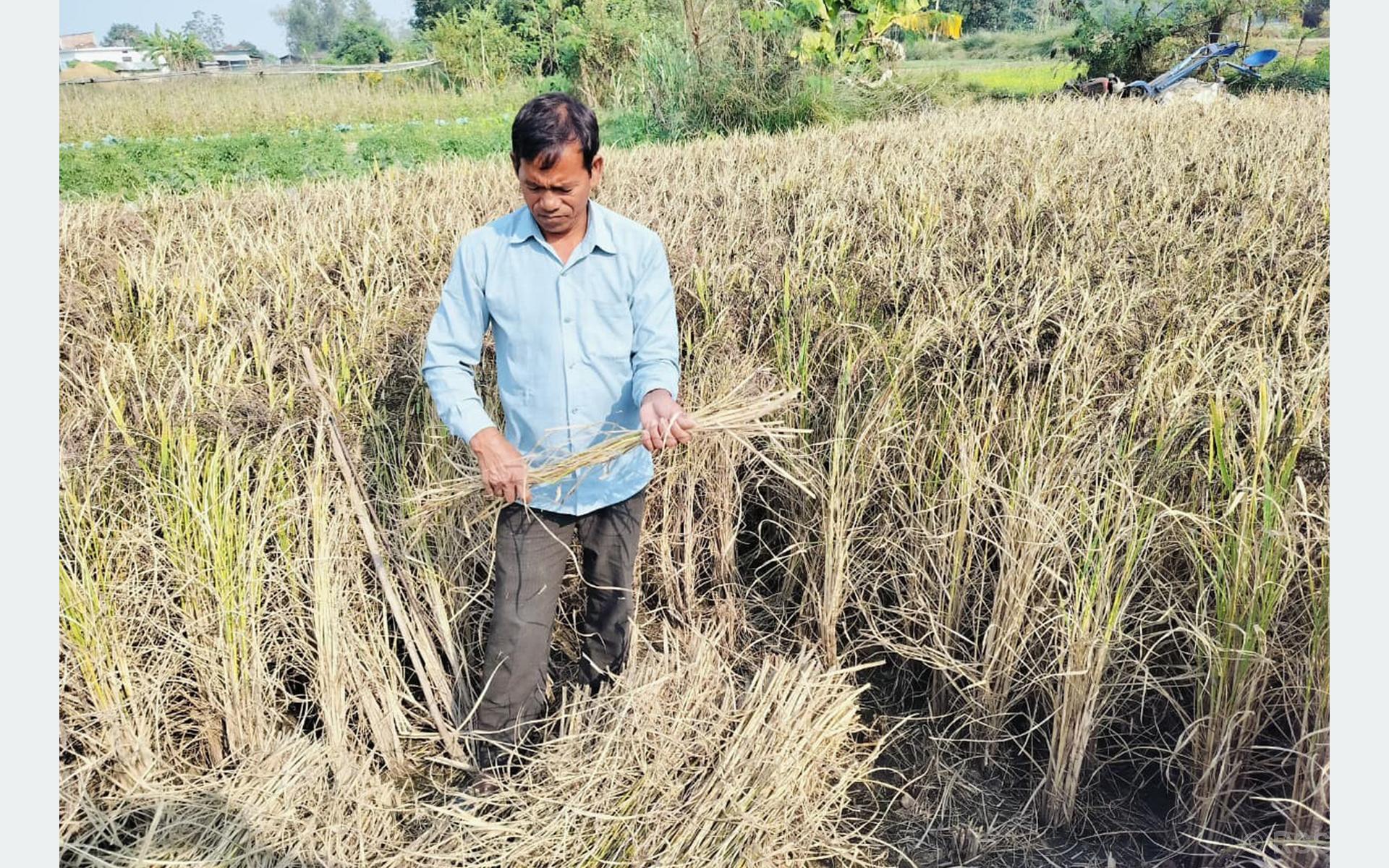 कालानमक धानको स्वाद र सुगन्ध जोगाउने कसरत