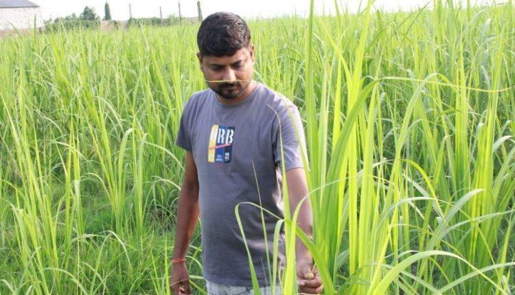 उखुखेतीबाट वार्षिक ५ लाख कमाउँछन् सुनसरीका विवेककुमार
