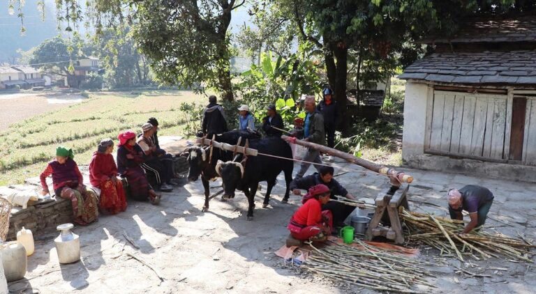 निरन्तर चल्दै छ कोलमा उखु पेल्ने चलन