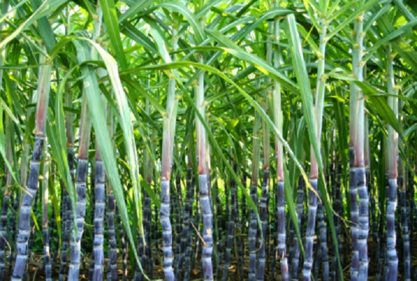 सरकारद्वारा उखुको मूल्य र अनुदान रकम निर्धारण