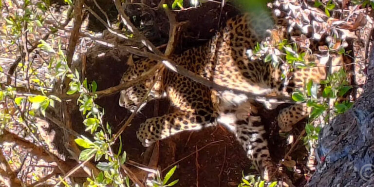 पासोमा चितुवा