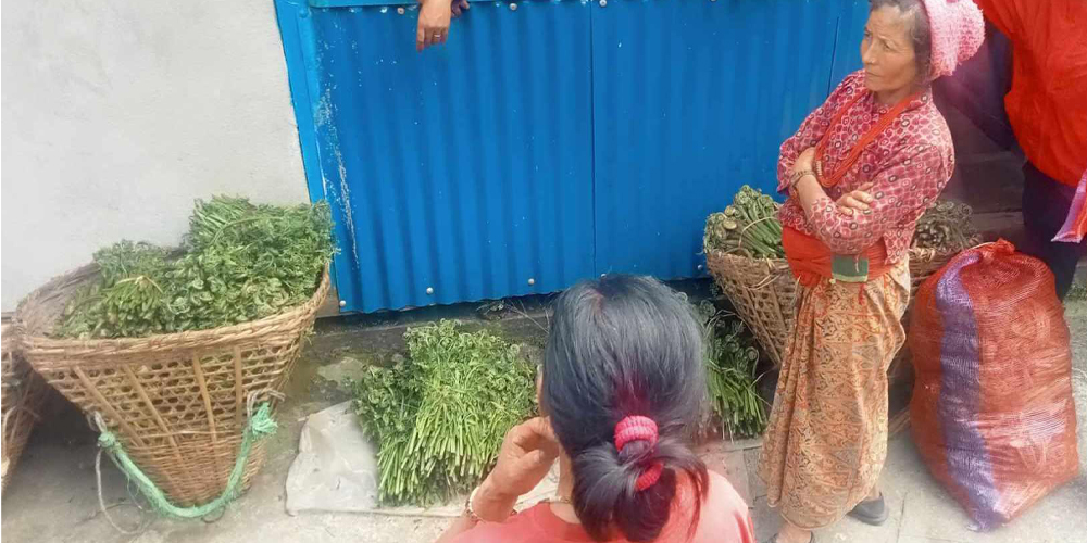 निगुरो बिक्रीबाट घरखर्च चलाउन सहज