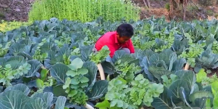 भोजपुरका युवा भन्छन्- विदेशमा दुःख गर्नुभन्दा गाउँमै तरकारी फलाउँदा सुख