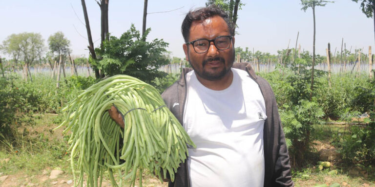 जग्गा भाडामा लिएर व्यावसायिक तरकारी खेतीमा रमाउँदै युवा महेन्द्र खड्का