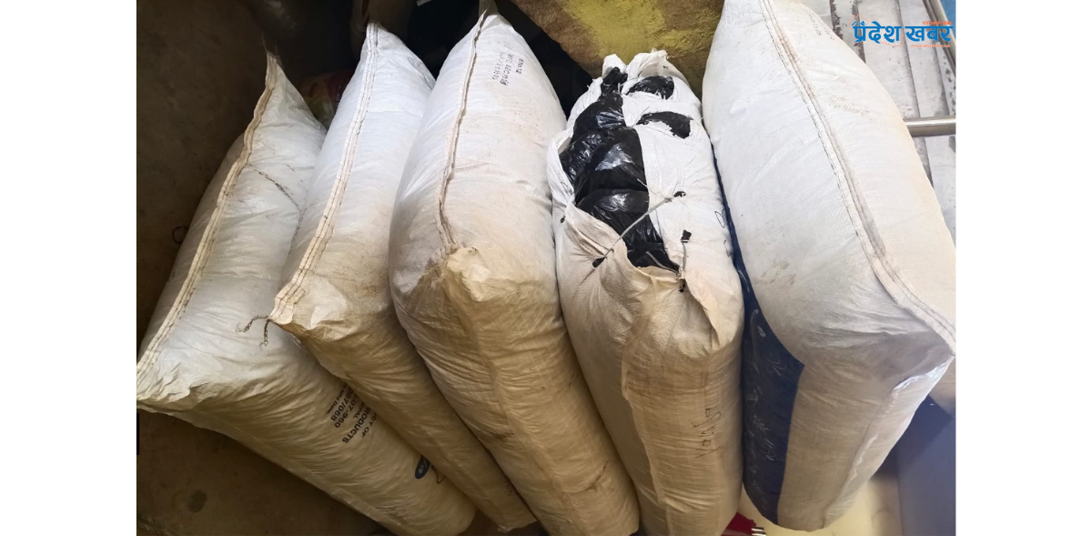 १४३ किलो गाँजासहित उदयपुरबाट तीन जना पक्राउ