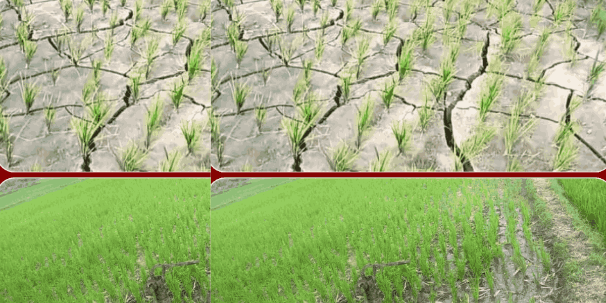 मधेशमा ५७ प्रतिशत मात्रै धान रोपाइँ: खाद्य सुरक्षाको जोखिम हुन सक्ने