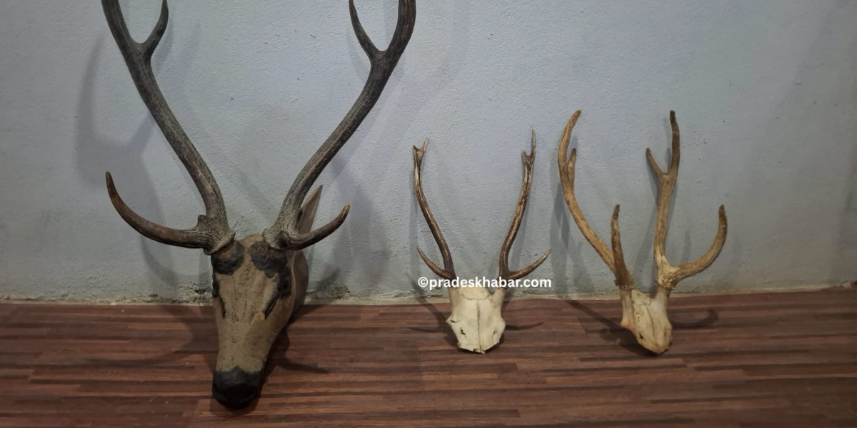 मोरङमा  घरभित्र भेटियो जरायोको सिङ, २ जना पक्राउ