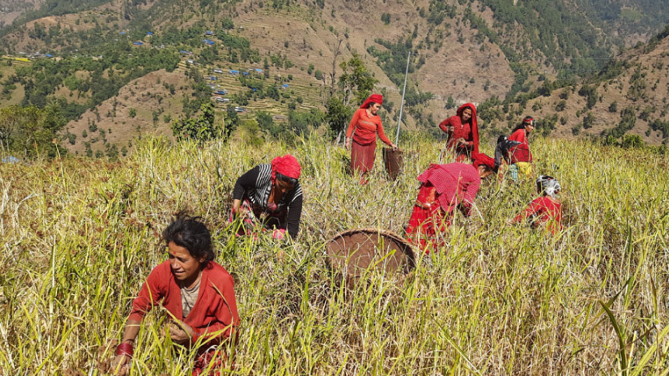 कोदो खेतीमा आकर्षण घट्दै, किसान वैकल्पिक बालीतर्फ आकर्षित