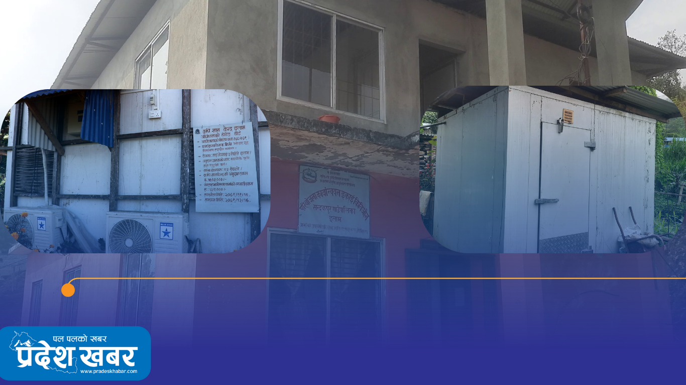 तातो हावा फालेपछि ‘कुल बुट’ मा राखेको किवी सड्यो, किसानको लाखौँको लगानी स्वाहा