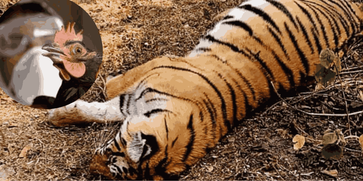 बर्ड फ्लुका कारण बाघिनीको मृत्यु भएपछी सबै चिडियाखाना अस्थायी रूपमा बन्द