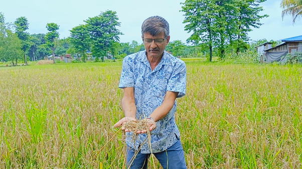 झापामा ‘नेक ब्लास्ट’ रोगले बोटमै सुक्यो धान