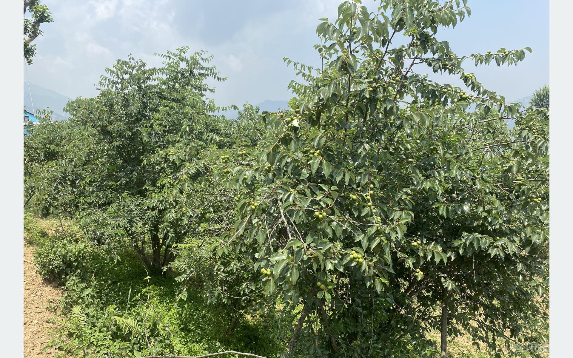 असिनाको असरले ‘बुद्धचित्त’को गुणस्तर खस्कनेमा काभ्रेका किसान चिन्तित