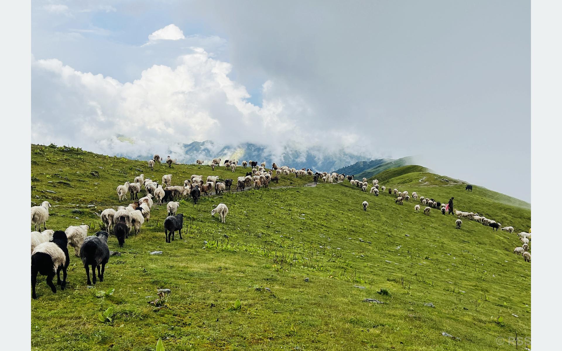 बर्खा लागेसँगै लेक उक्लिए गोठाला