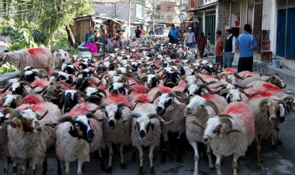 दसैँमा मुस्ताङबाट १५ हजार भेडाच्याङ्ग्रा निकासी हुने