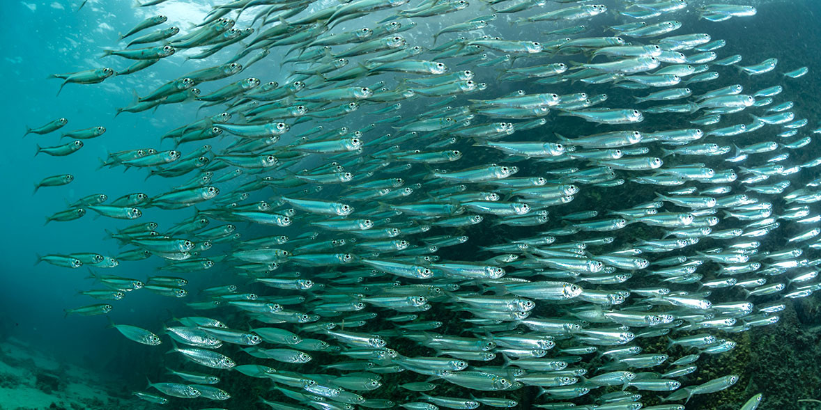 शनिश्चरे तालमा १६ हजार माछाका भुरा छोडियो