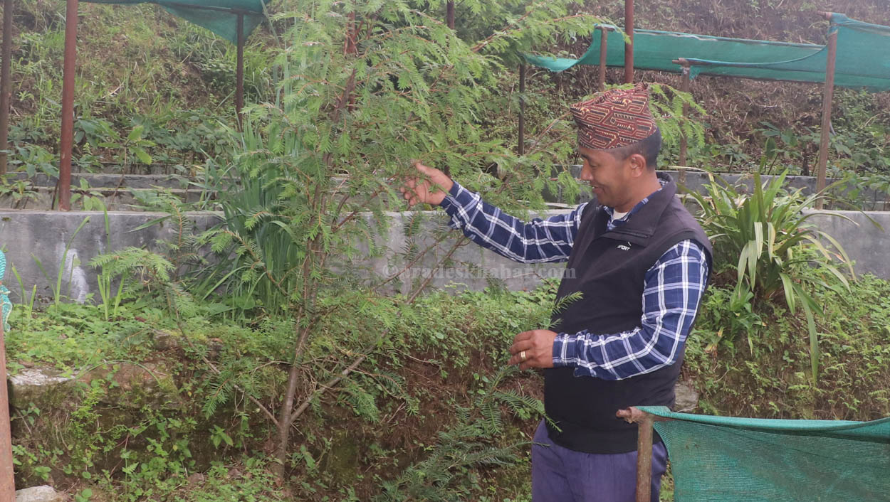 जडीबुटी खेतीमा भोजपुरका वडाध्यक्ष, वार्षिक सातलाखसम्म आम्दानी