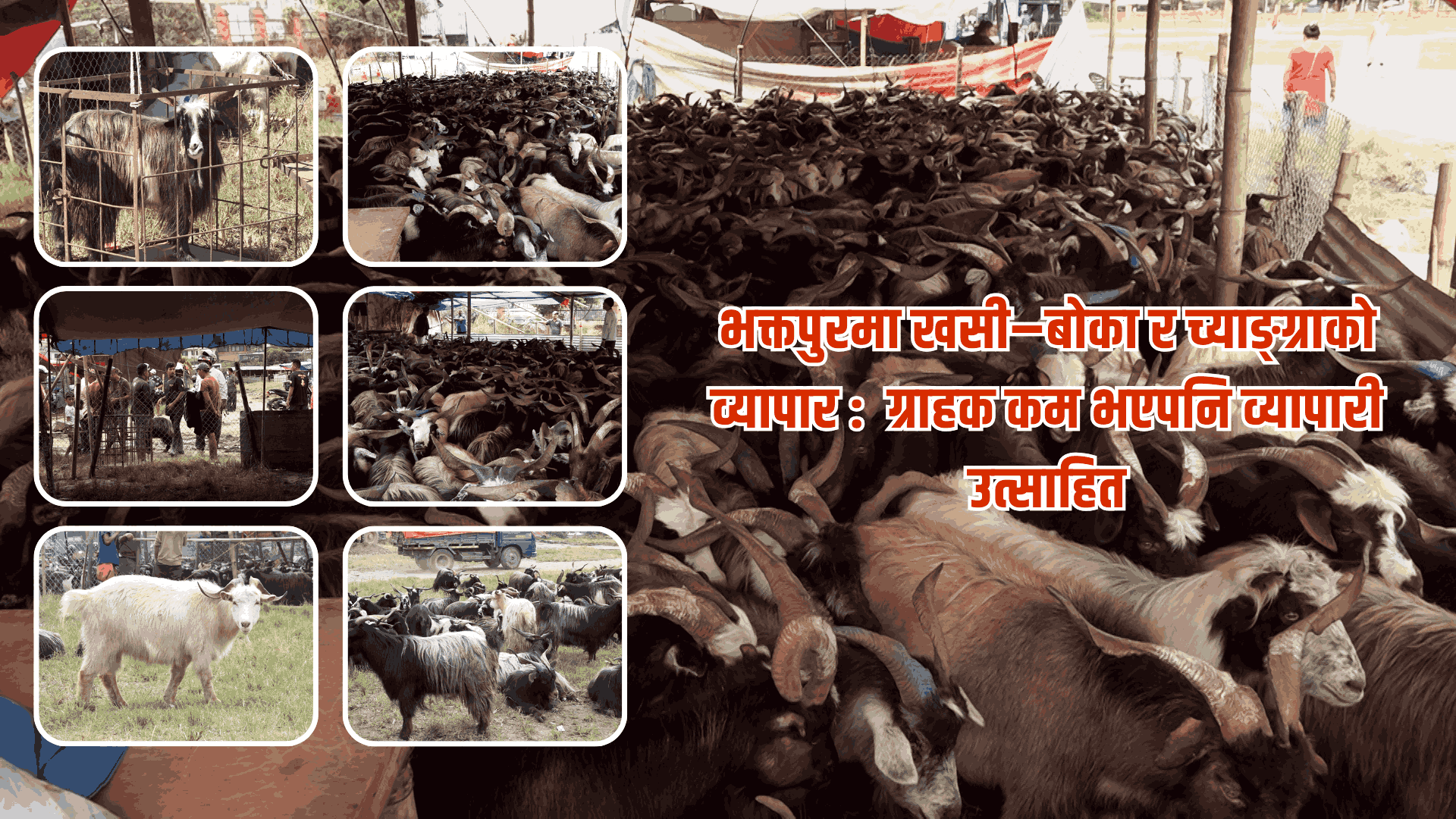 भक्तपुरमा खसी–बोका र च्याङ्ग्राको व्यापार : ग्राहक कम भएपनि व्यापारी उत्साहित