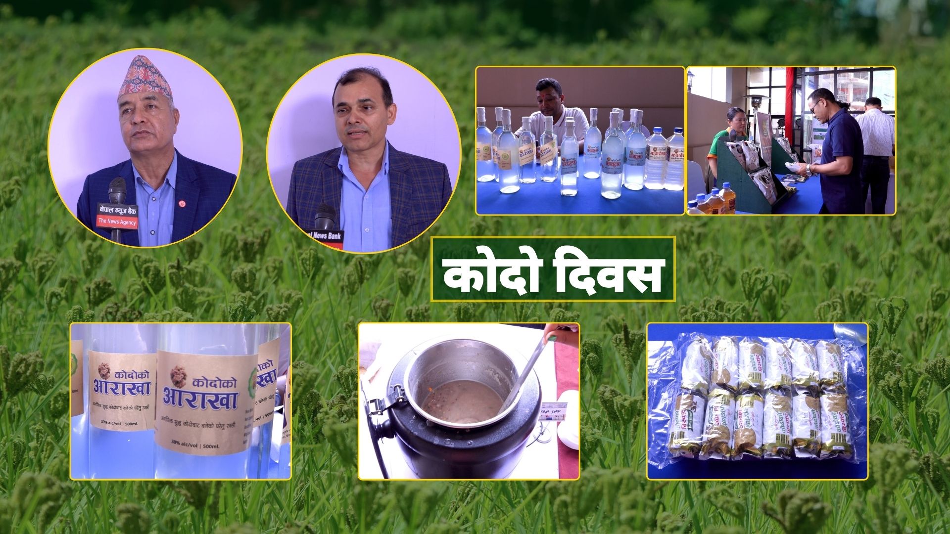 हाइब्रिडको बिउको दबाबमा रैथाने कोदो सङ्कटमा : आयात ७६ करोड पुग्यो
