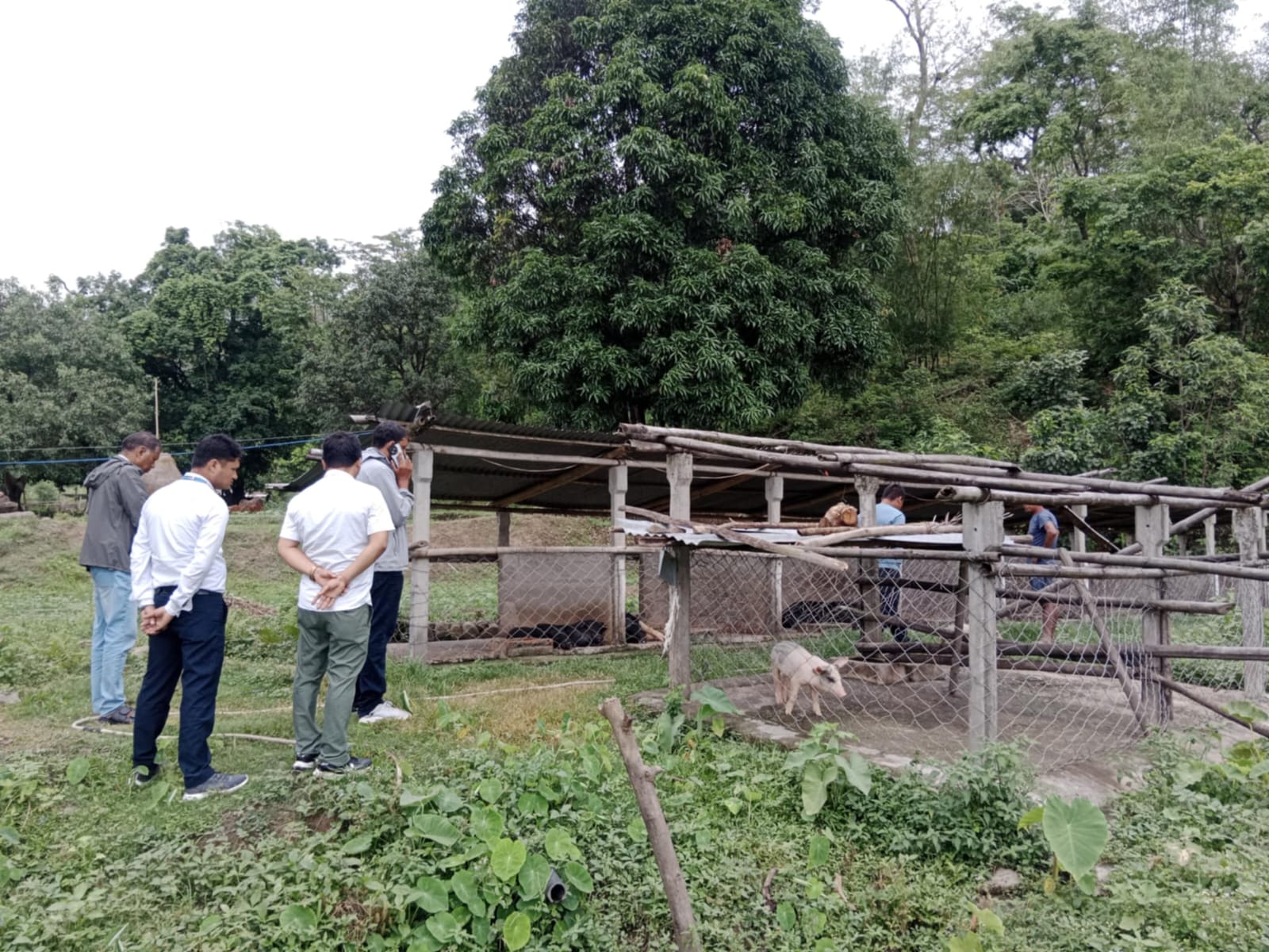 सुनसरीको वराहक्षेत्रमा अफ्रिकन स्वाइन फिभरको सङ्क्रमण, ३१ बङ्गुर मरे