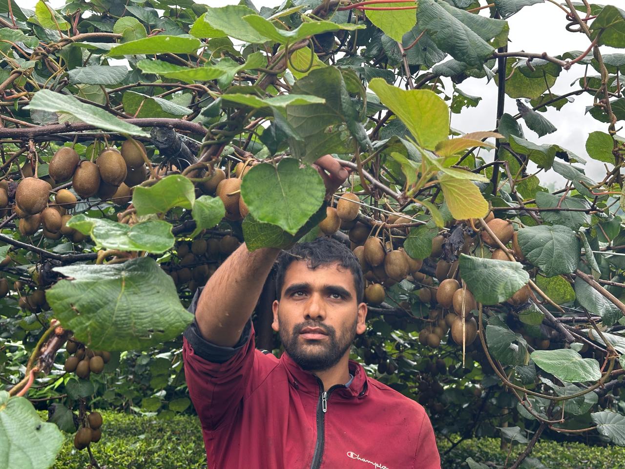 भारत निर्यात हुँदै नेपालको काँचो किबी