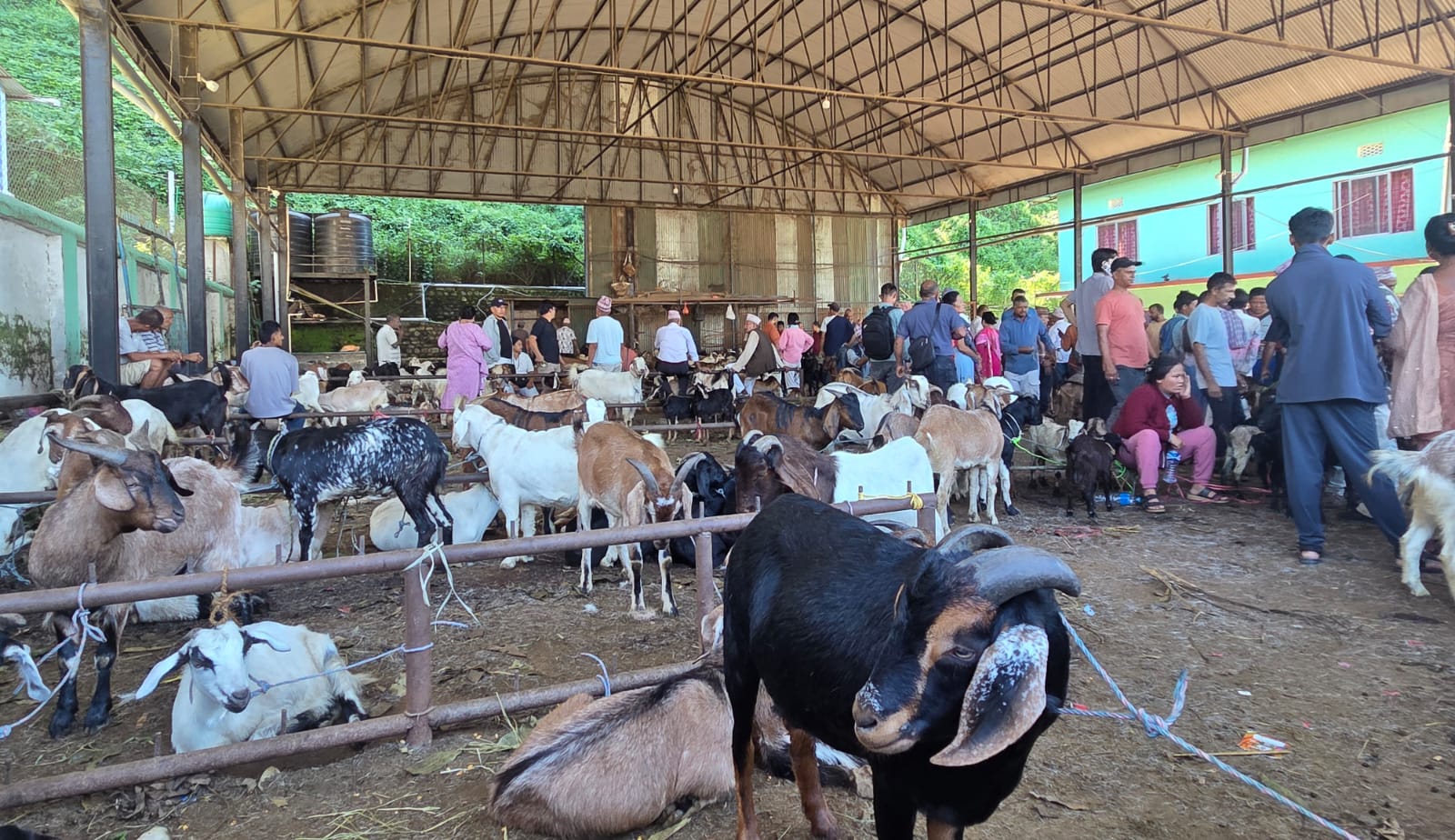 धरानको कृषि बजारमा चाडपर्व लक्षित खसी–बोका व्यापार बढ्यो