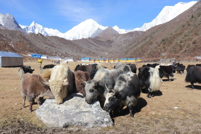 सङ्कटमा चौंँरीपालन व्यवसाय