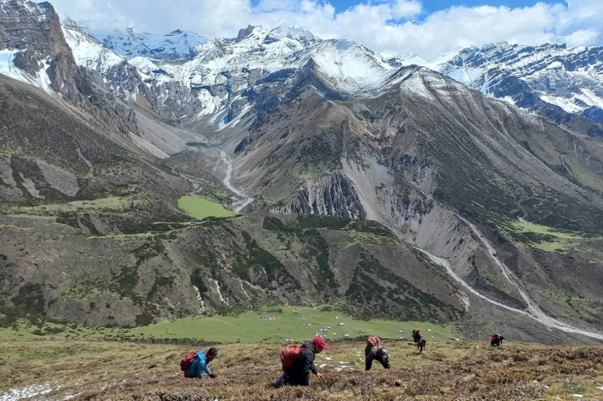 छेकम्पारका बासिन्दा यार्सागुम्बा सङ्कलन गर्न छेके र बाजु लेकतिर