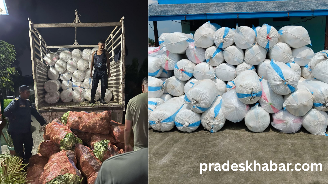 मोरङमा बन्दाकोपीको भरमा गाँजा तस्करी :  ट्रकबाट ३ क्विन्टलभन्दा बढी गाँजा बरामद