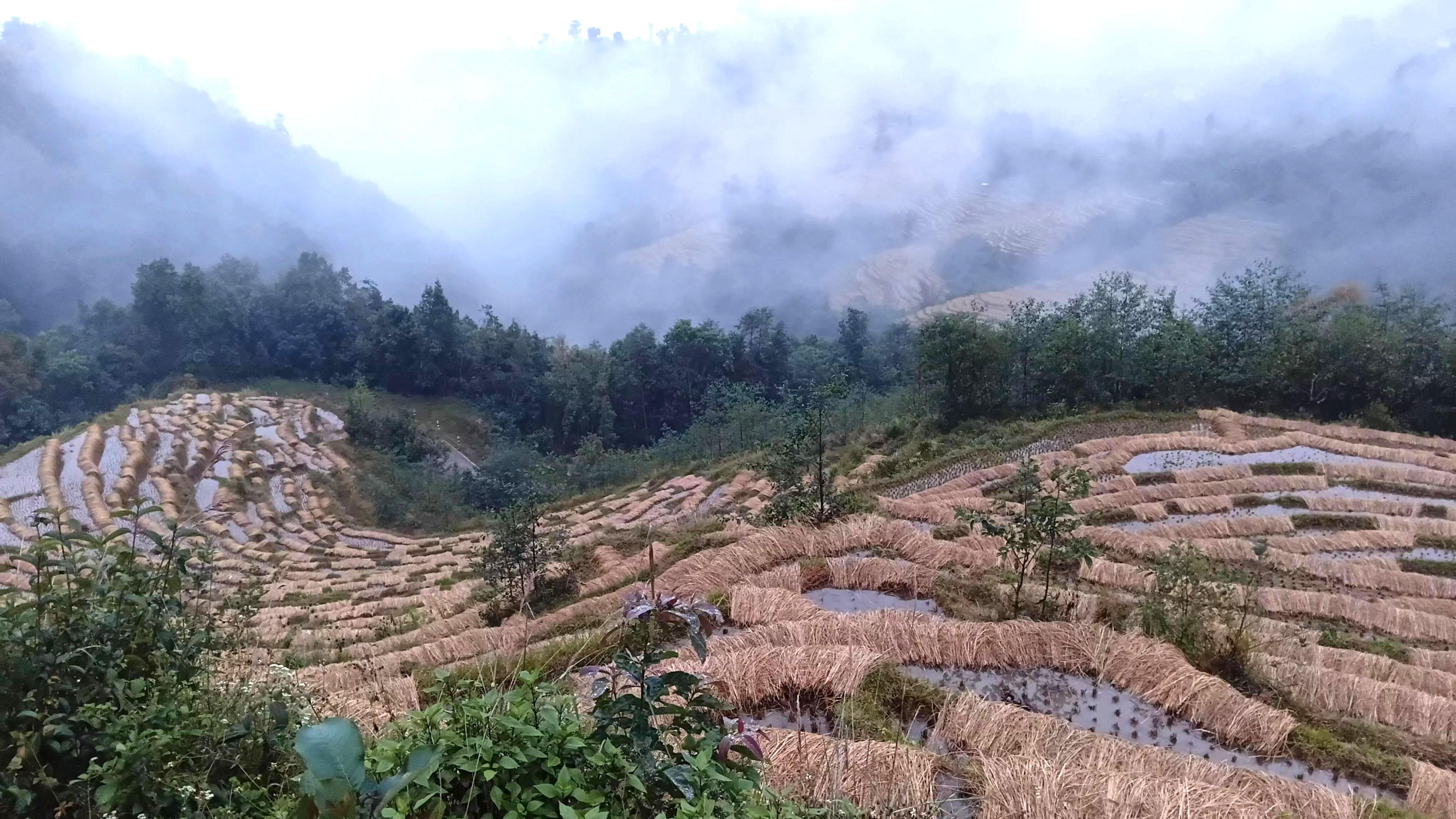 बेमौसमी वर्षाले धानबालीमा क्षति, चिन्तित किसान