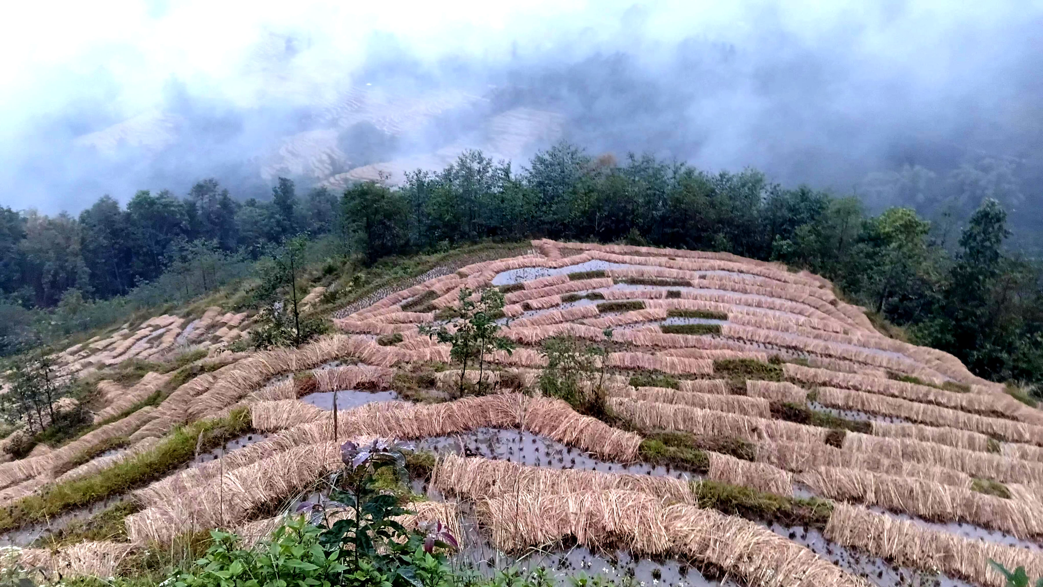 भोजपुरमा बर्सातले खेतमै सड्न थाल्यो धान