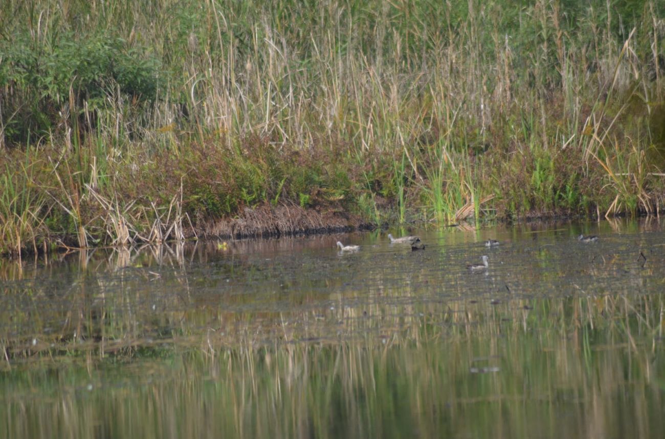 घोडाघोडीमा हरिहाँसको सङ्ख्या बढ्यो, जलपन्छीको घट्यो