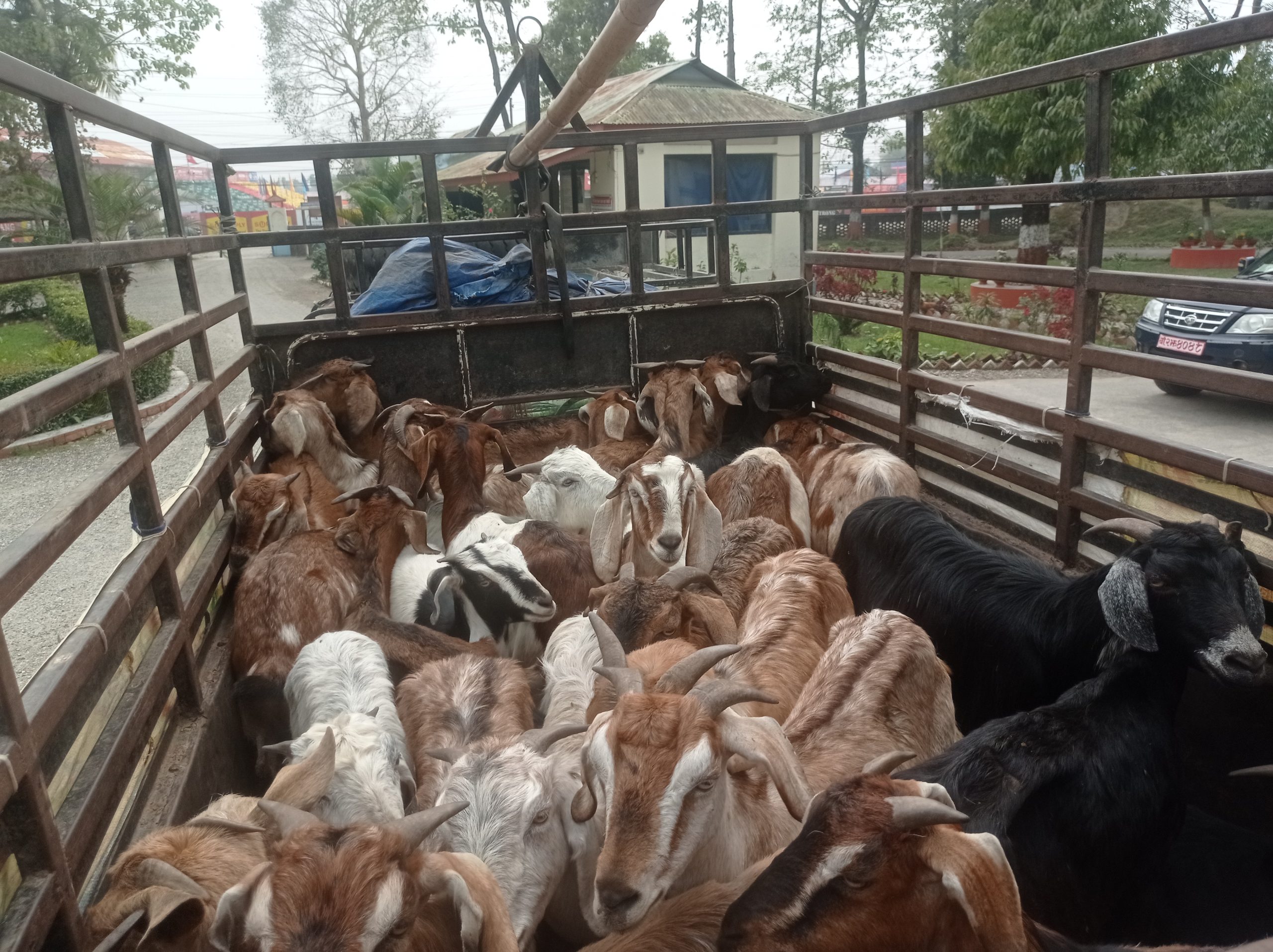 झापाबाट भारततर्फ बाख्रा लैजाँदै गरेको अवस्थामा दुई जना पक्राउ