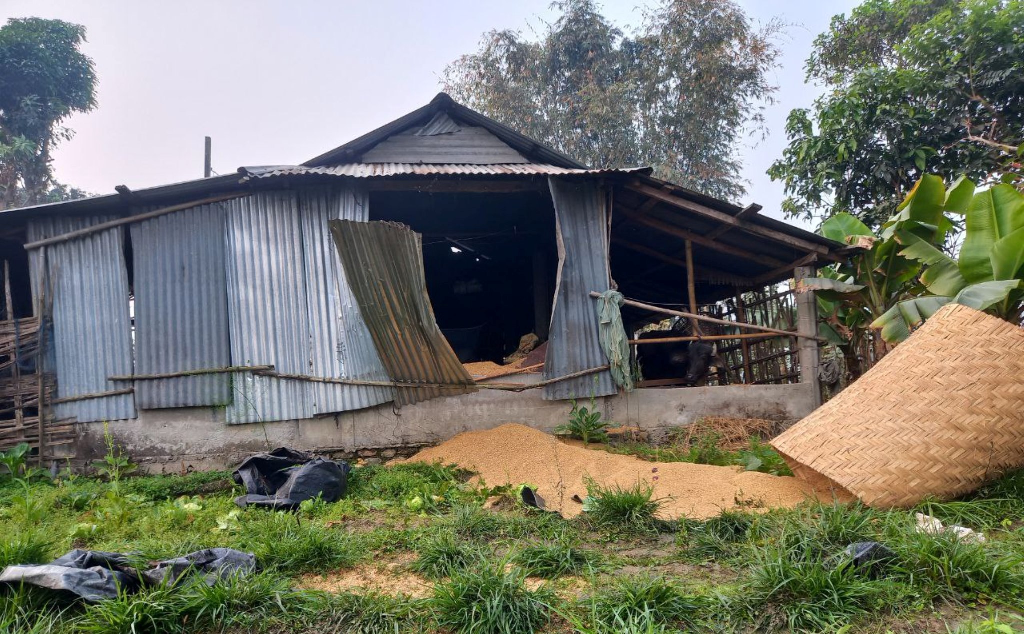 मिक्लाजुङमा १३ वटा हात्ती एकैपटक गाउँ पसे