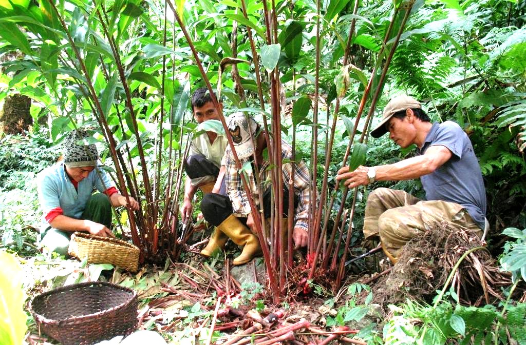 मासिन थाल्यो अलैँची, चिन्तित बने किसान