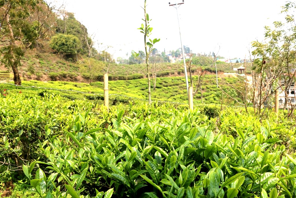 सुरु भयो चियाको पहिलो टिपाई