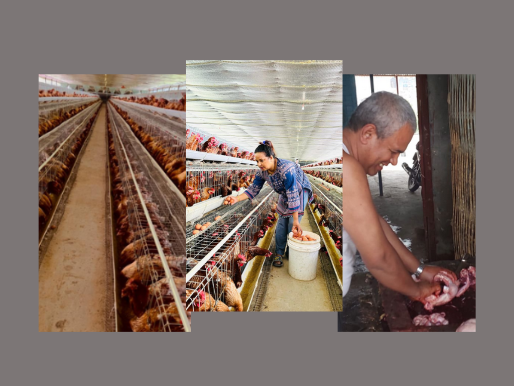 पोल्ट्री व्यवसाय संकटमा,धमाधम बन्द हुदै ह्याचरी र दाना उद्योगहरु