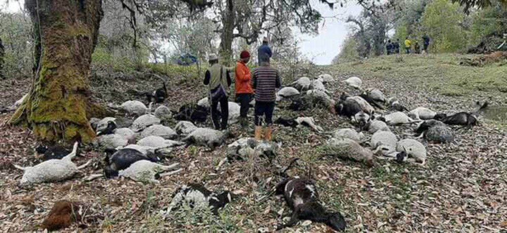 पाँचथरमा चट्याङले ५४ वटा भेडा मरे