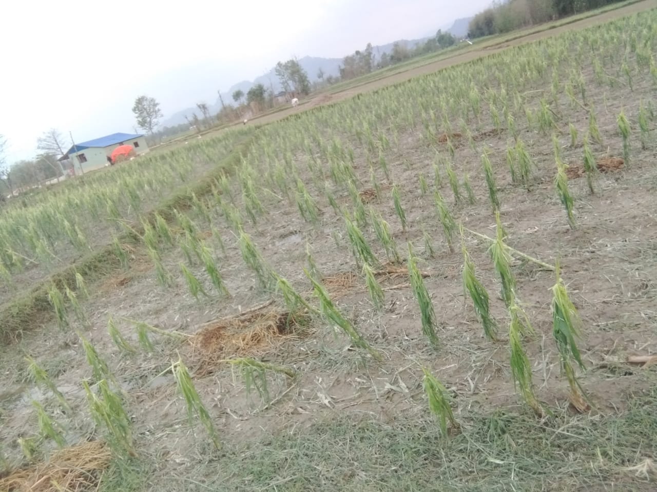 असिनापानीले अन्न र तरकारी बालीमा क्षति