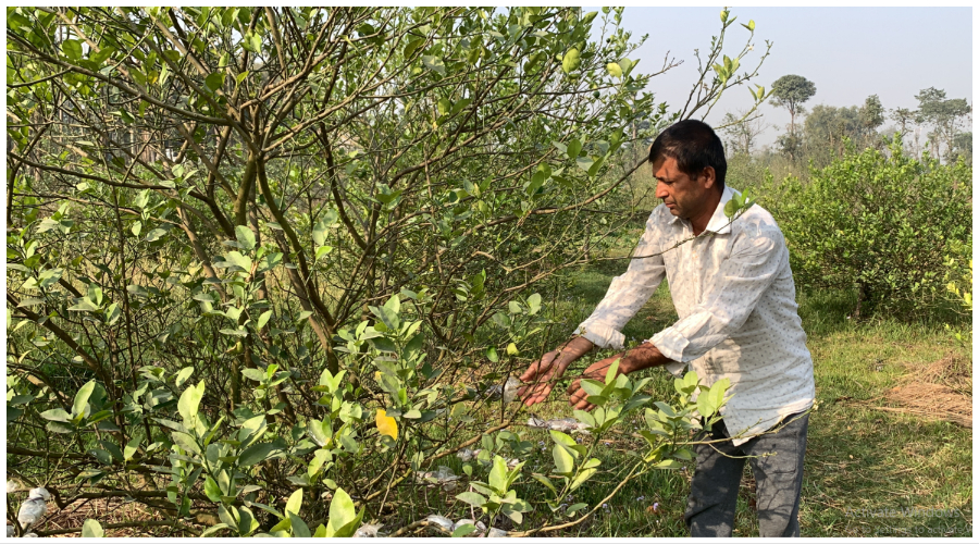 विदेशबाट फर्किएर कागती खेती, वार्षिक २० लाख आम्दानी