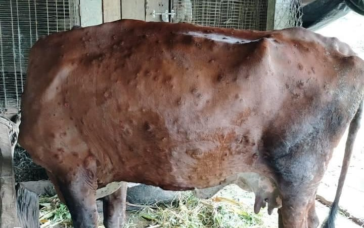 गाईमा लाग्ने लम्पी स्किन रोगले इलाममा दूध उत्पादन घट्यो