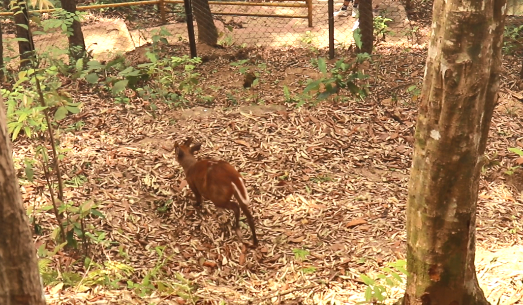 ‘मिनी चिडियाखाना’ बन्दै भालुढुंगा