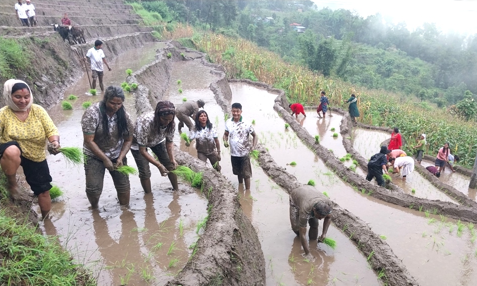 इलाममा पनि मनाइयो धान दिवस (फोटोहरु)