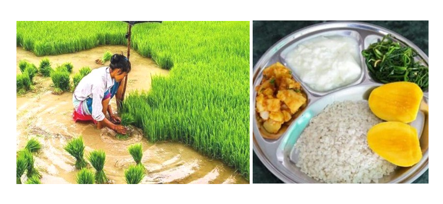 आज असार १५, धान दिवसका रुपमा मनाइँदै