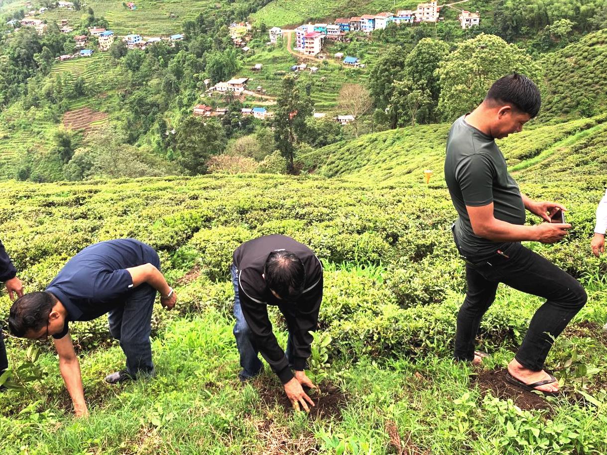 संरक्षणका लागि रोपियो चियाका बिरुवा