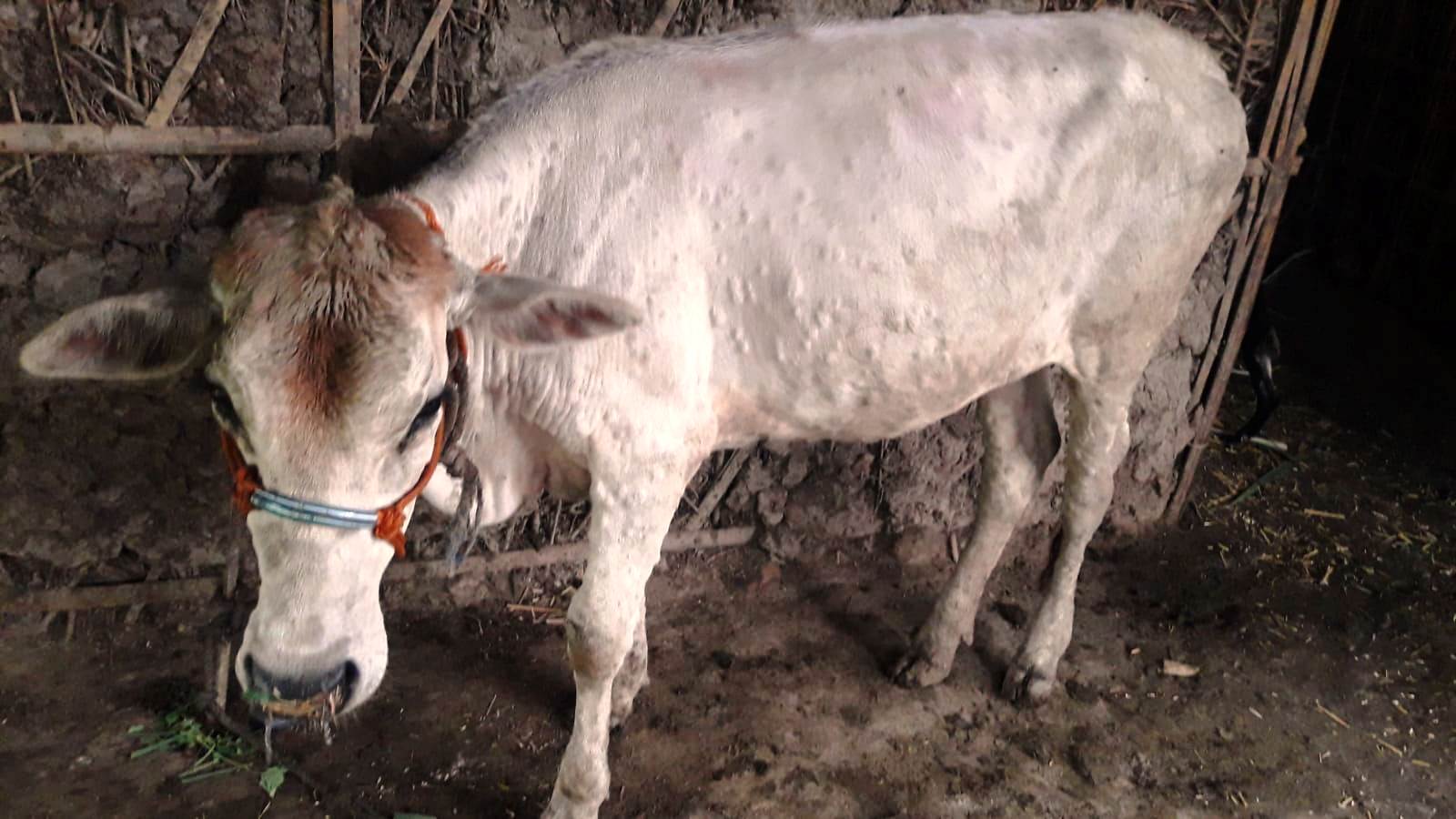 कोशी प्रदेशका चौपायामा अनियन्त्रित बन्दै लम्पी स्किन संक्रमण
